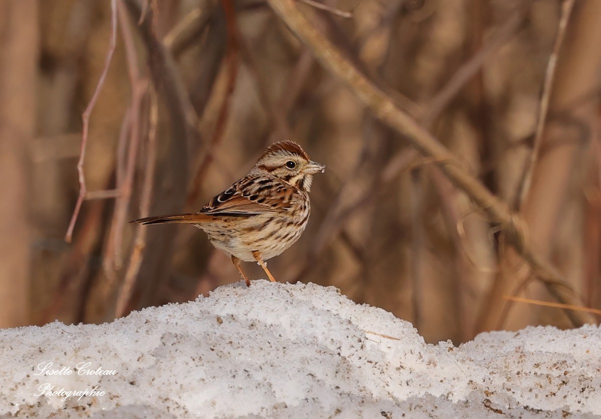 Song Sparrow - ML632162796