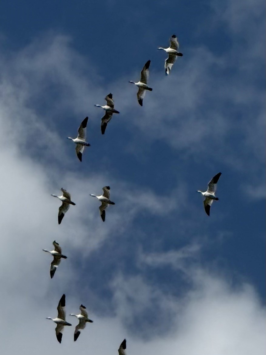 Snow Goose - ML632162881