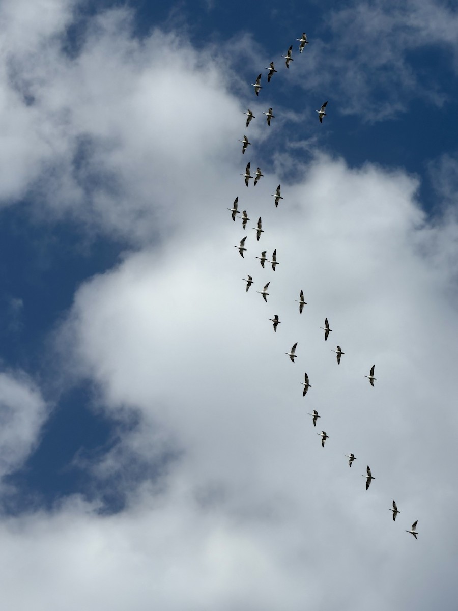 Snow Goose - ML632162882