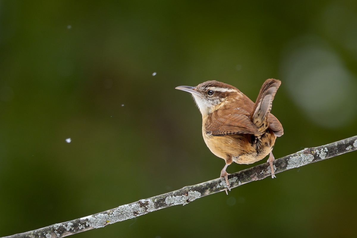 Carolina Wren - ML632163015