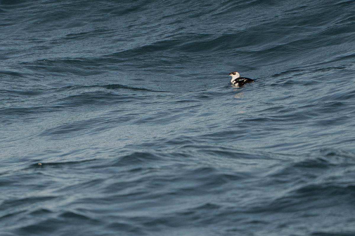 Dovekie - ML632163174