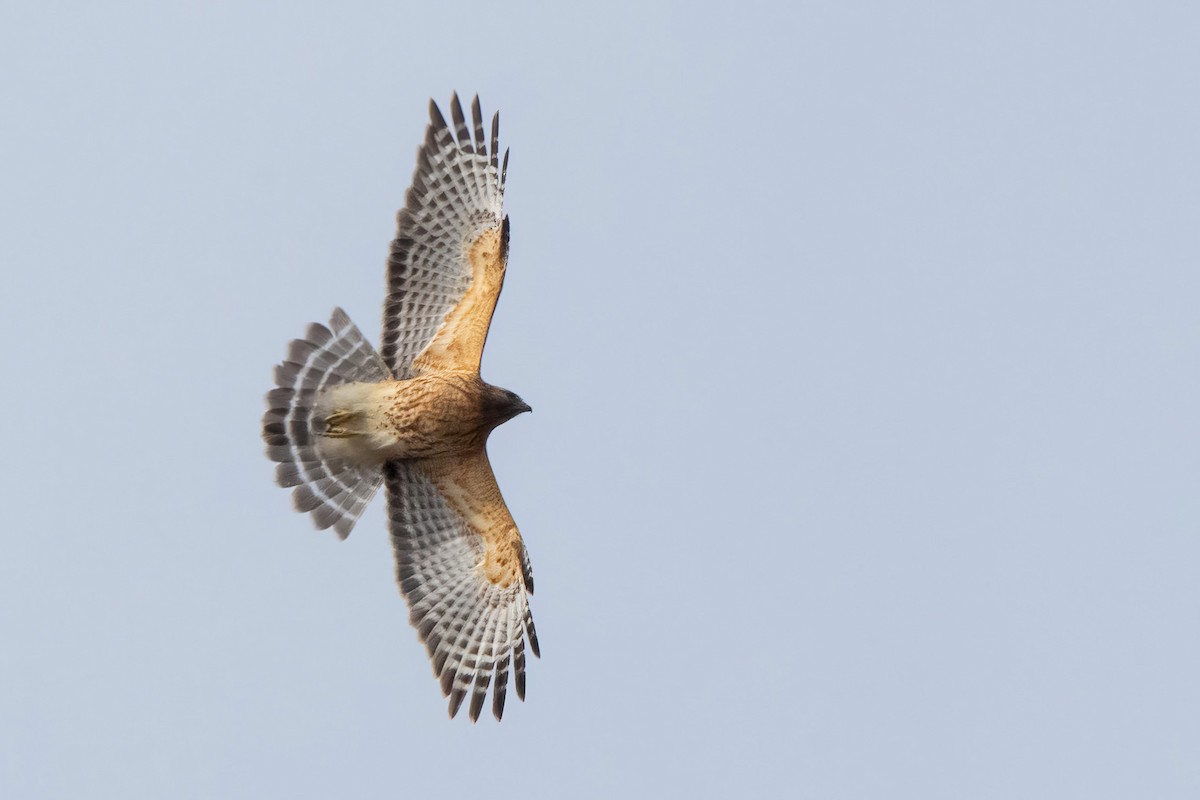 Red-shouldered Hawk - Sue Barth