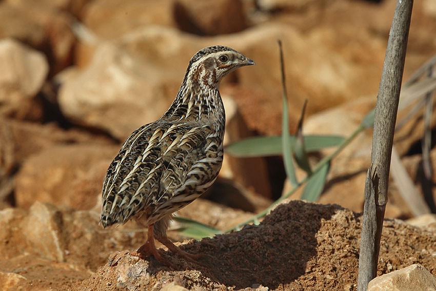 Common Quail - ML63216331