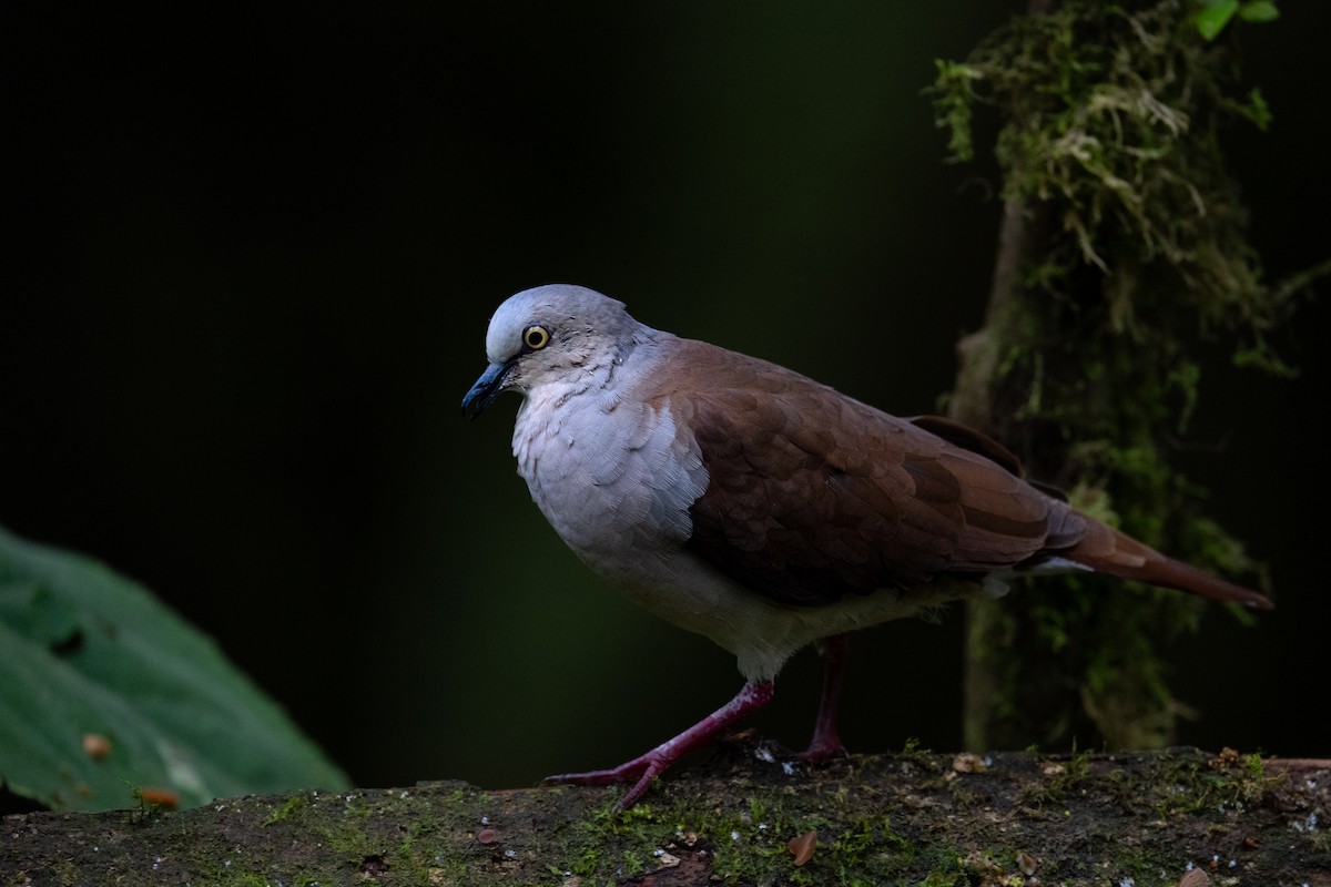 Pallid Dove - ML632163500