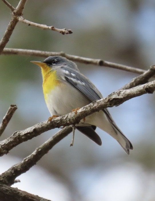 Northern Parula - ML632163518