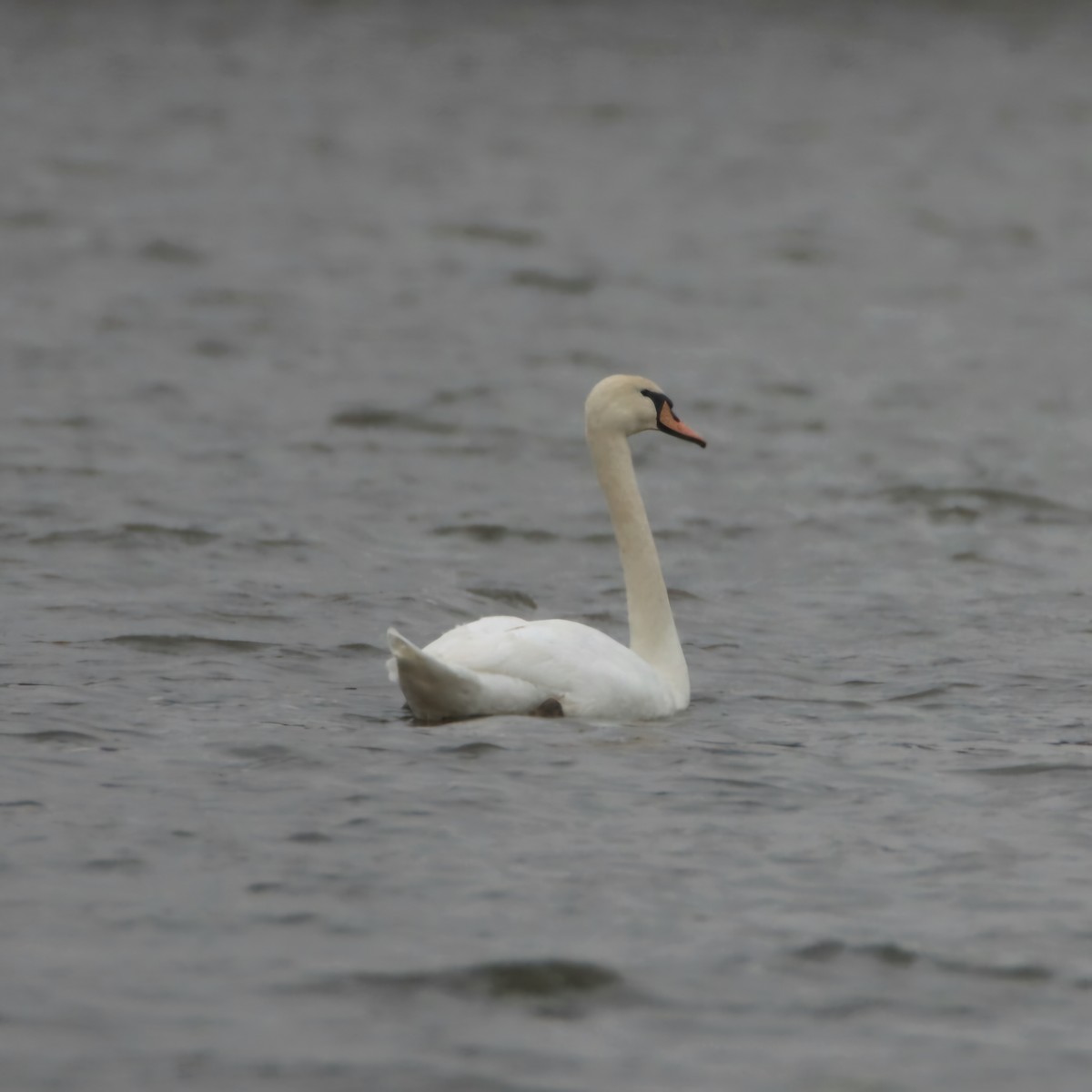 eBird Checklist - 15 Mar 2025 - Clinton Lake SRA--Salt Creek Flats - 15 ...