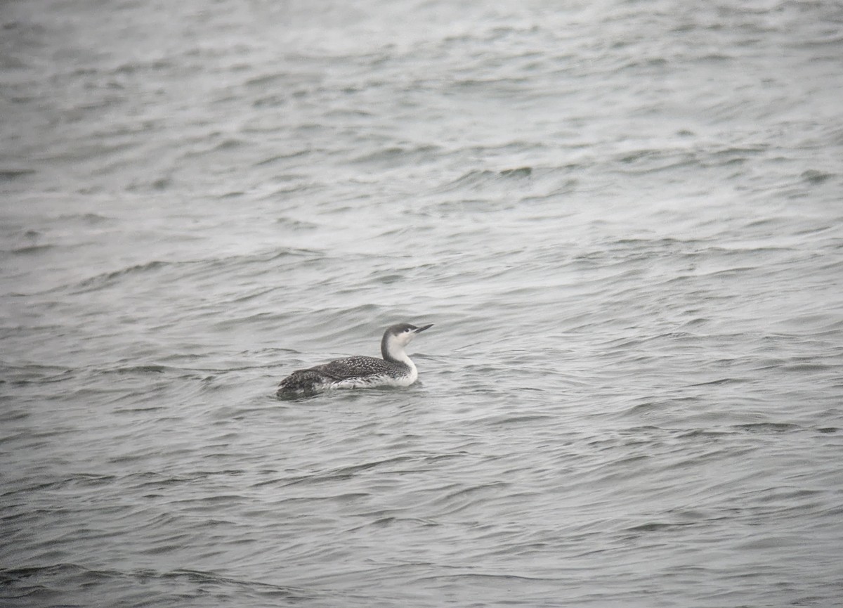 Red-throated Loon - ML632163607