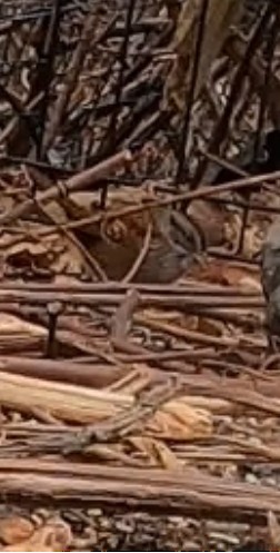 Swamp Sparrow - ML632163624