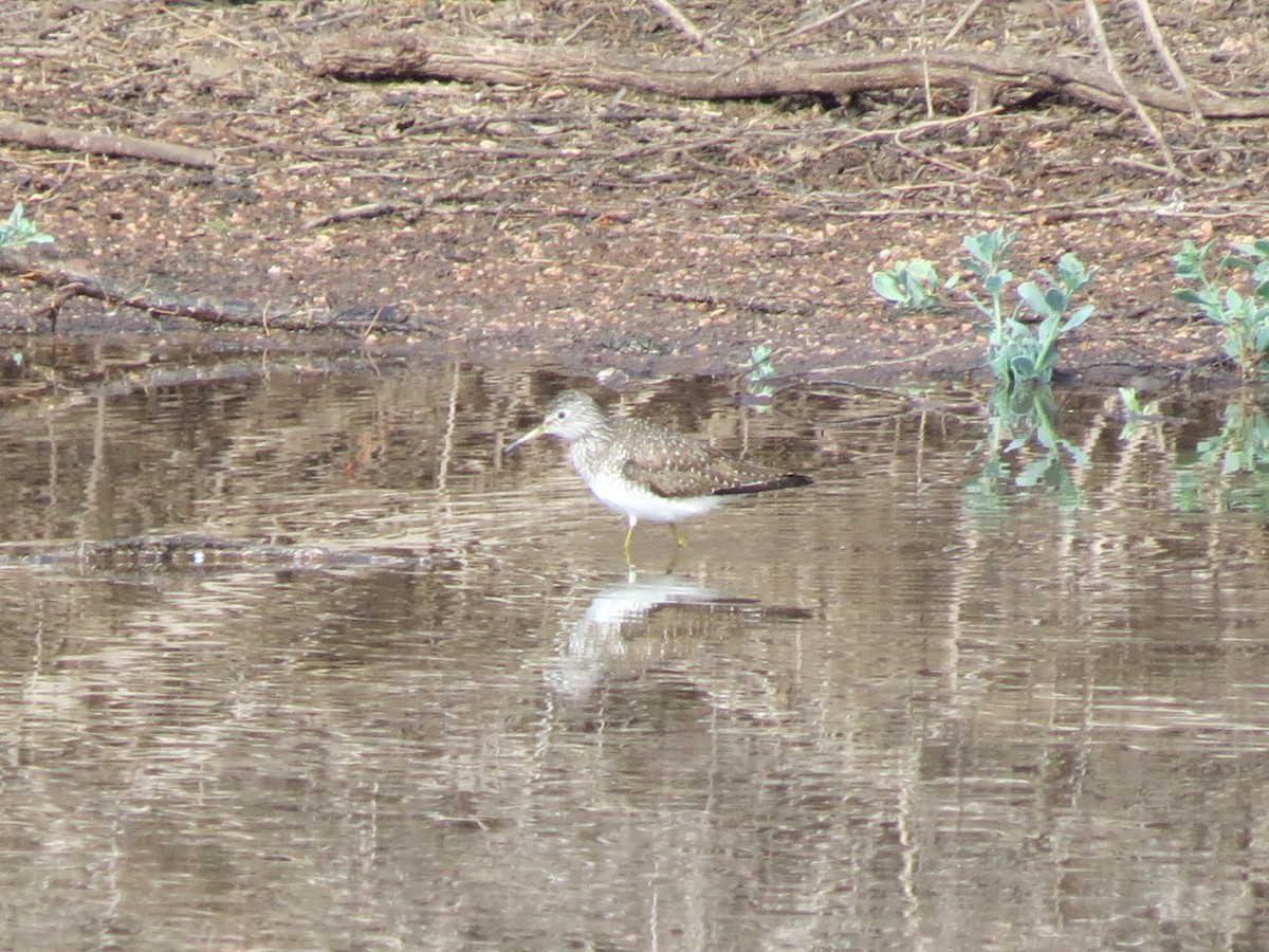 Einsiedelwasserläufer - ML632163646