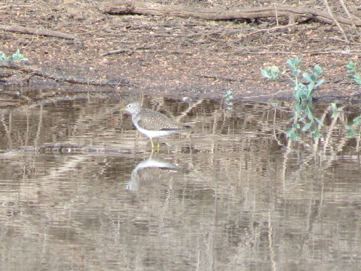 Einsiedelwasserläufer - ML632163649