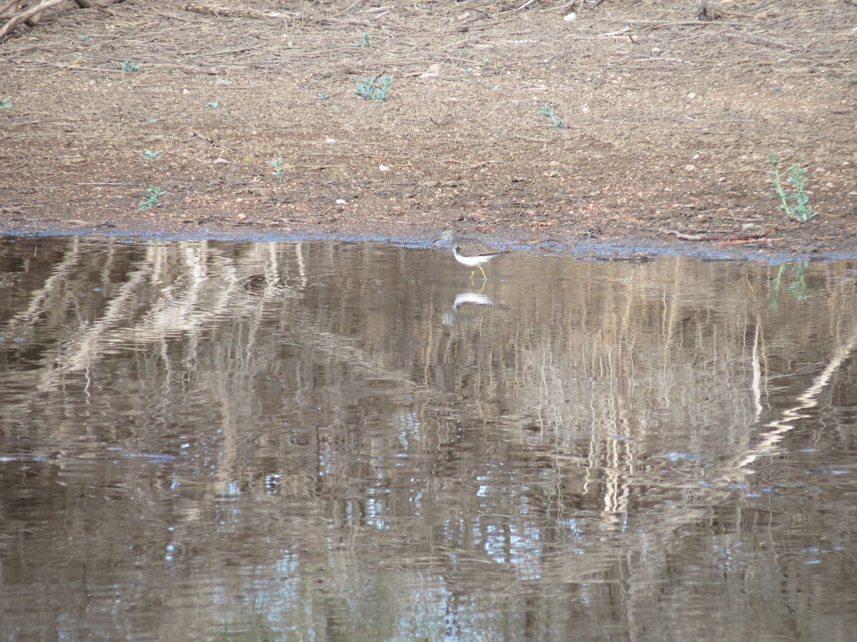 Einsiedelwasserläufer - ML632163651