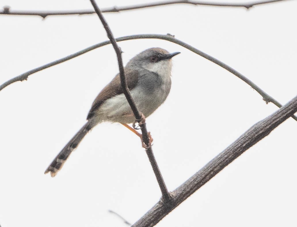 Prinia de Hodgson - ML632163674