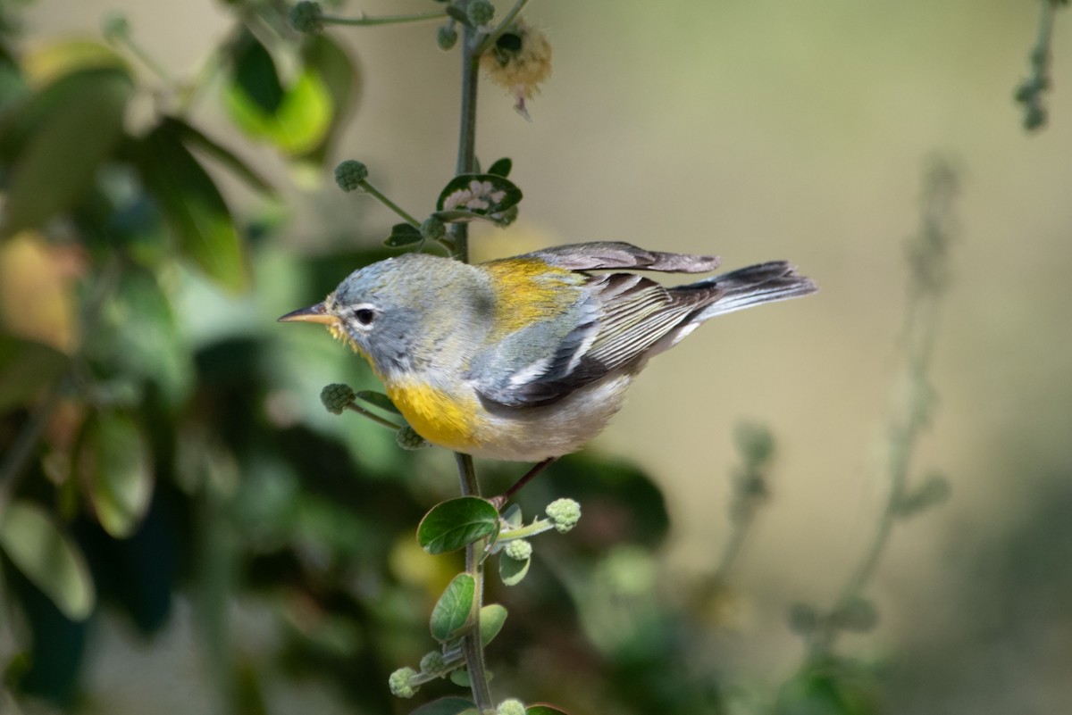 Northern Parula - ML632163795