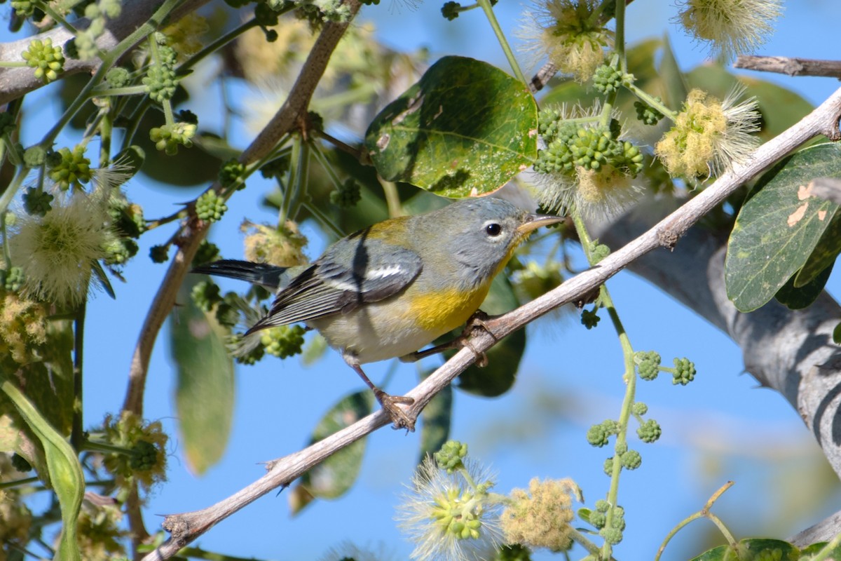 Northern Parula - ML632163796
