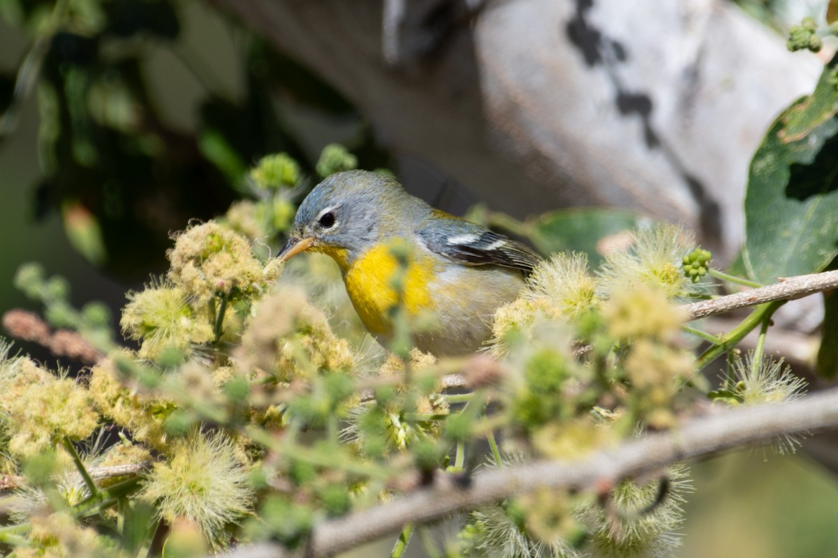 Northern Parula - ML632163797