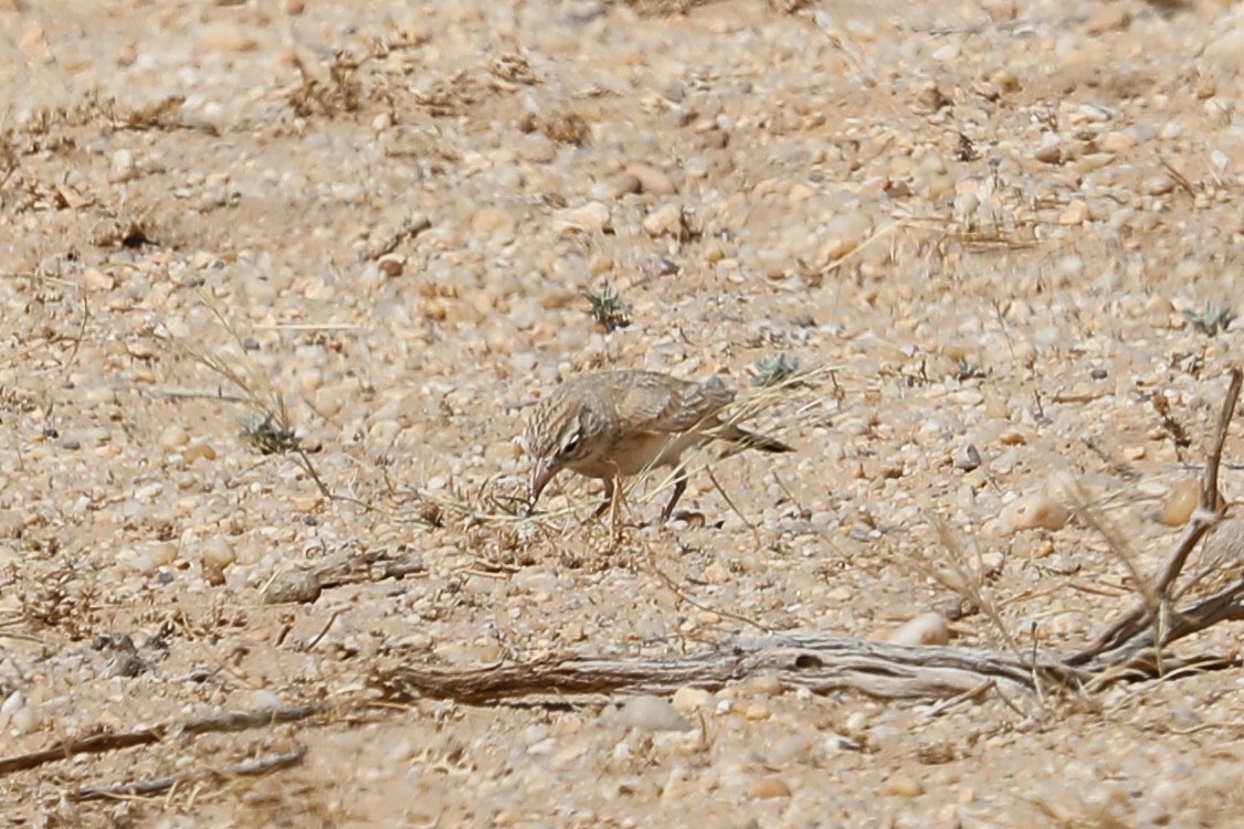 Arabian Lark - ML632163827
