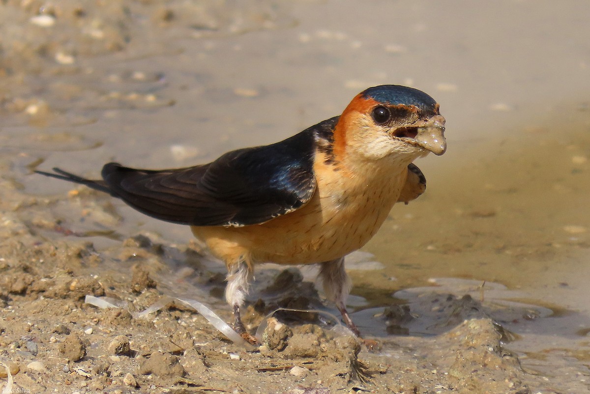 European Red-rumped Swallow - ML632163916