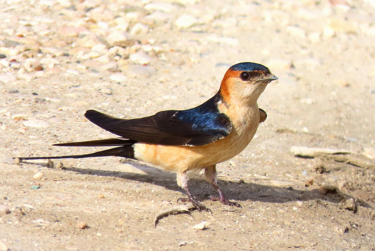 European Red-rumped Swallow - ML632163959