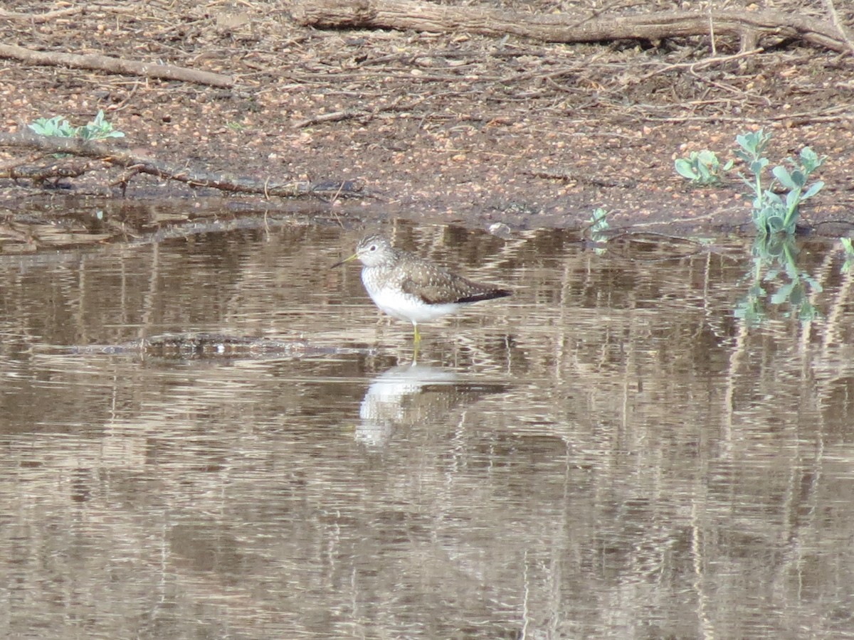 Einsiedelwasserläufer - ML632163986