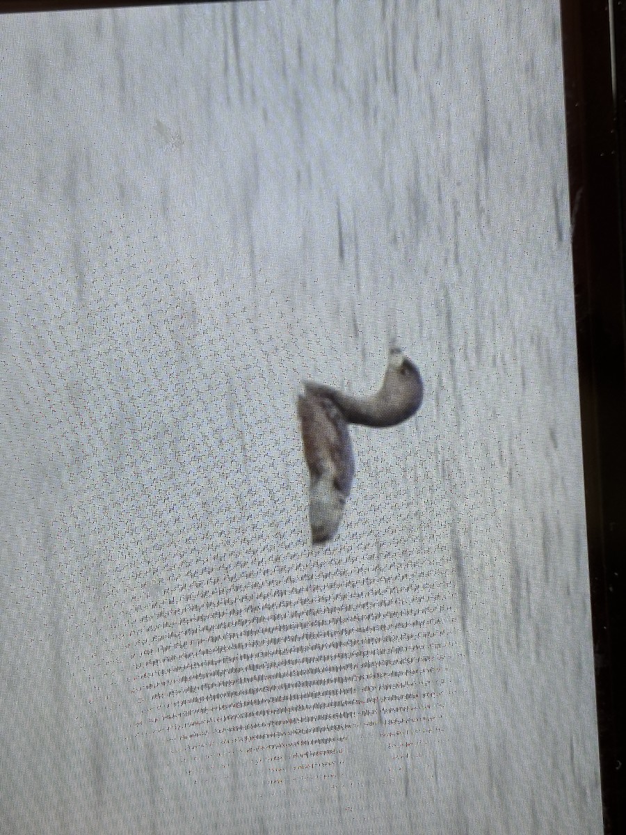 Pied-billed Grebe - ML632164005