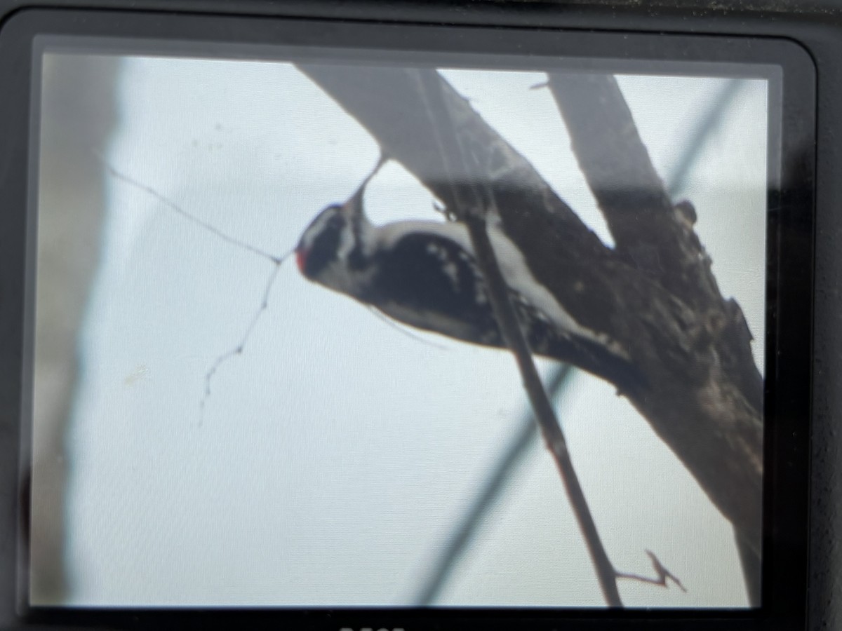 Downy Woodpecker - ML632164017