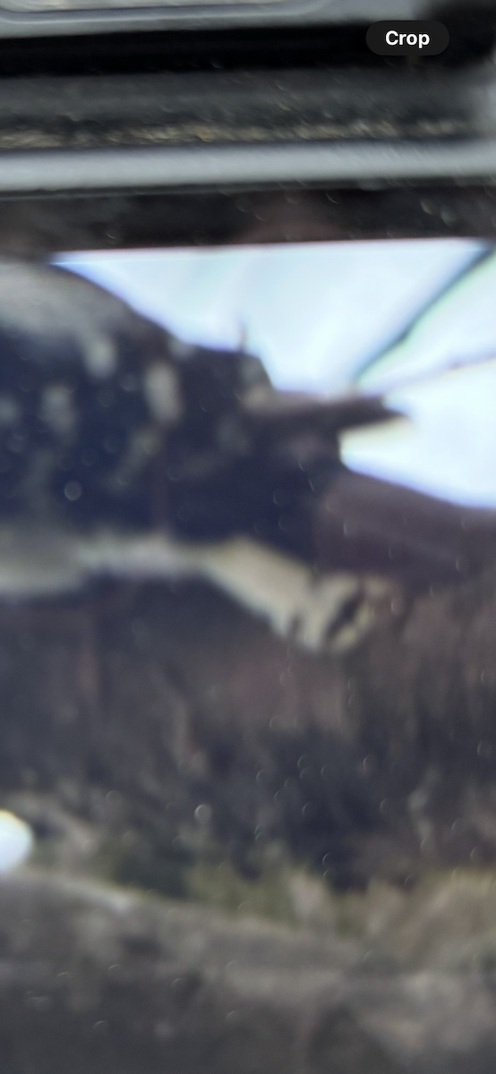 Downy Woodpecker - ML632164018