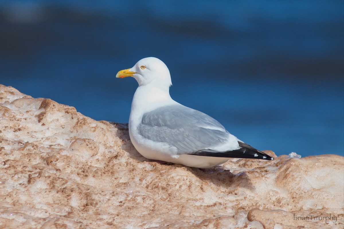 American Herring Gull - ML632164019