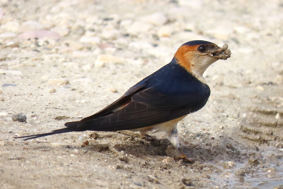 European Red-rumped Swallow - ML632164035