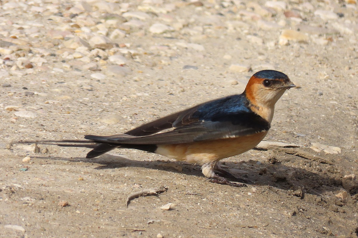 European Red-rumped Swallow - ML632164036