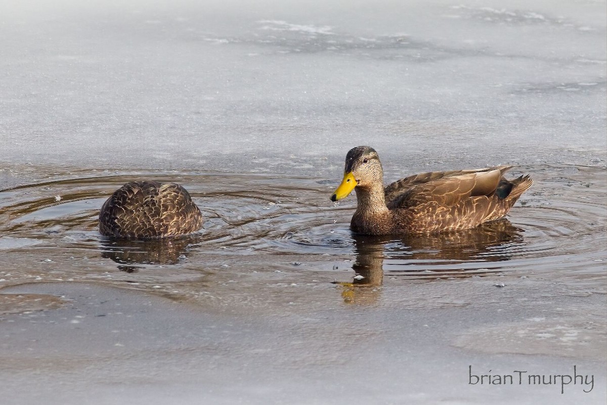 American Black Duck - ML632164097