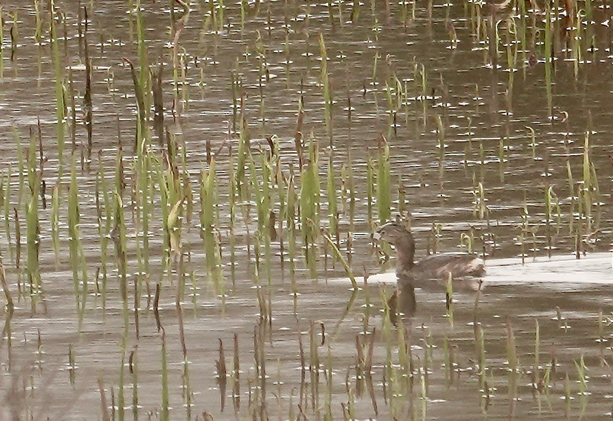 Pied-billed Grebe - ML632164142
