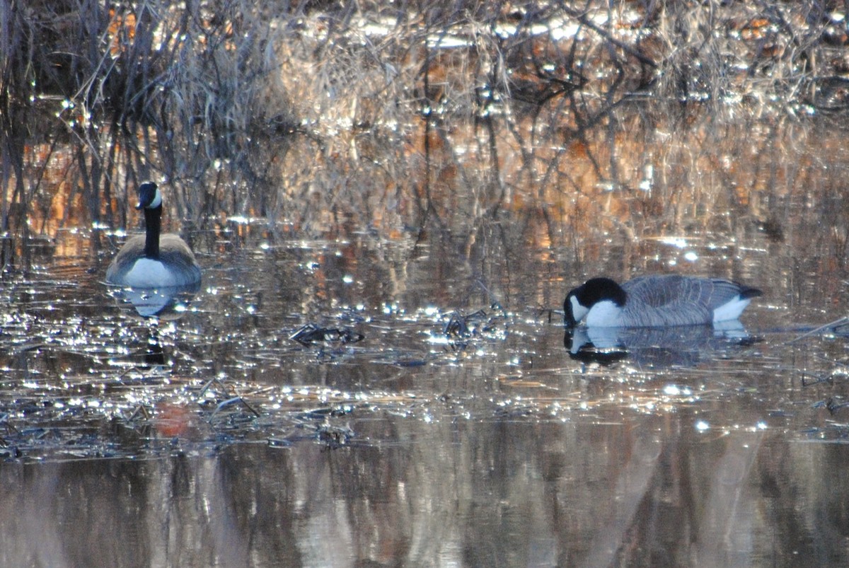 Canada Goose - ML632164303