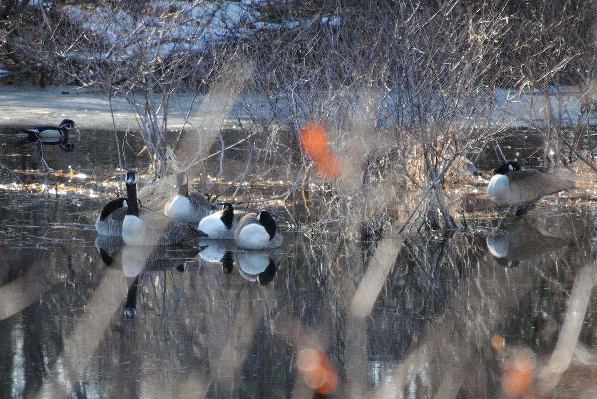 Canada Goose - ML632164304