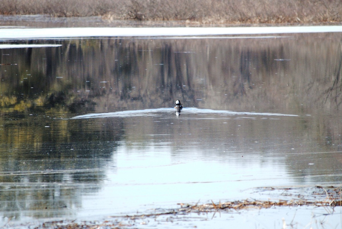 Hooded Merganser - ML632164349