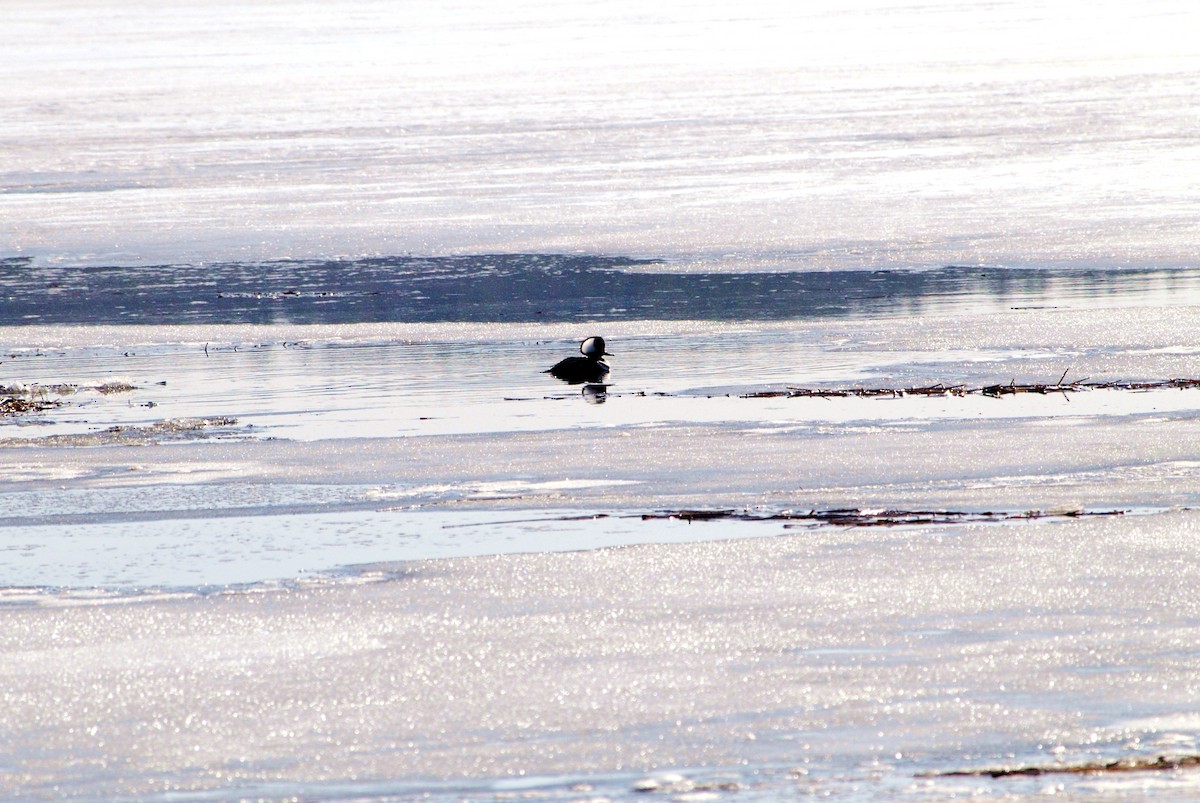 Hooded Merganser - ML632164350