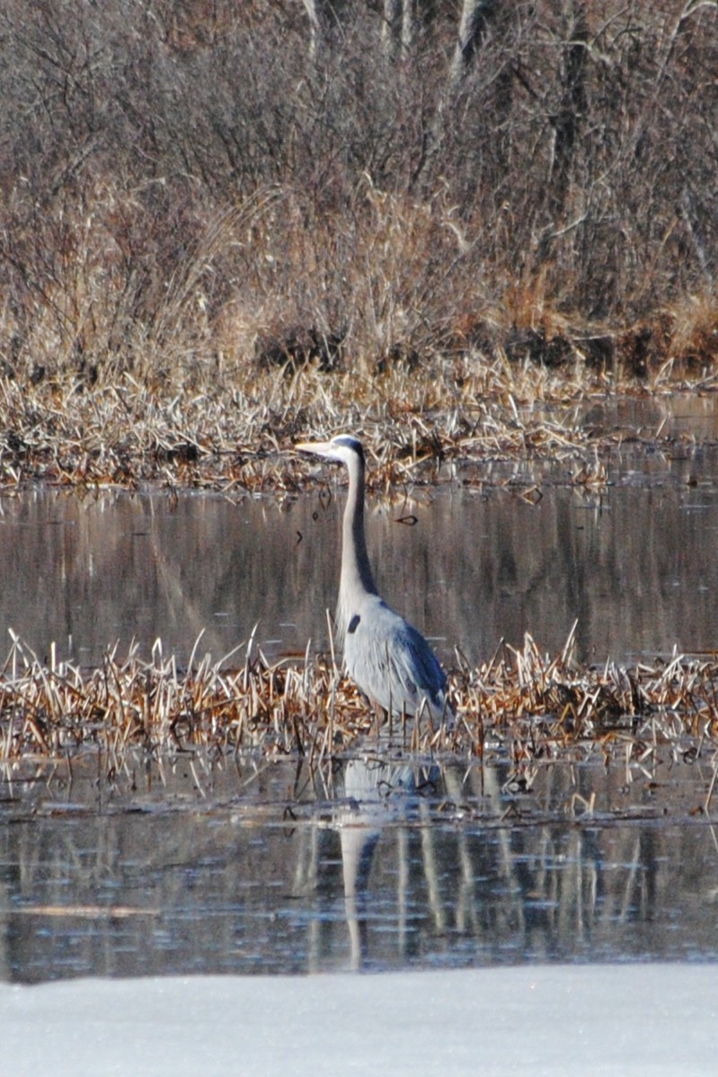 Great Blue Heron - ML632164366