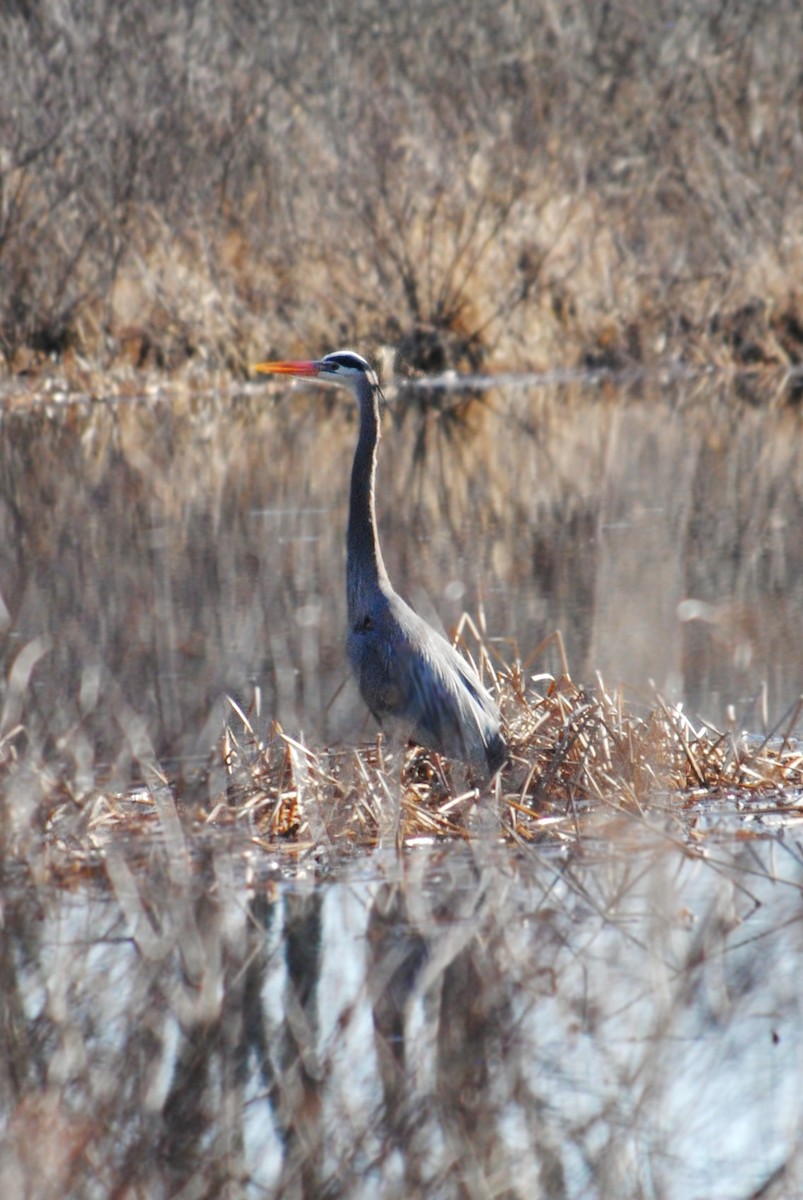 Great Blue Heron - ML632164367