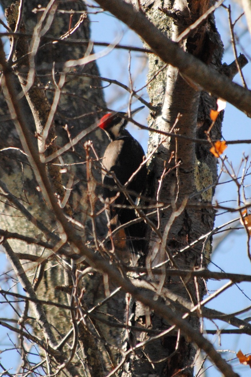 Pileated Woodpecker - ML632164375