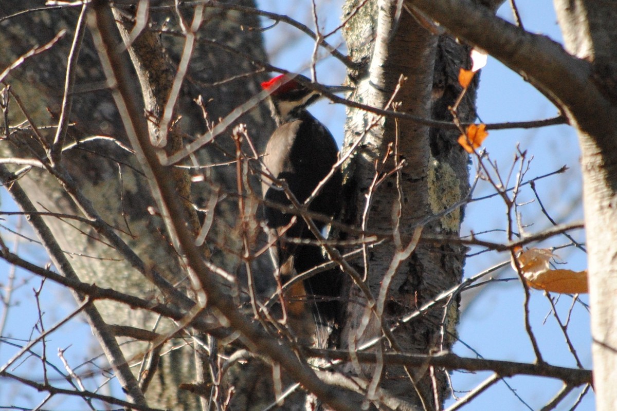 Pileated Woodpecker - ML632164376