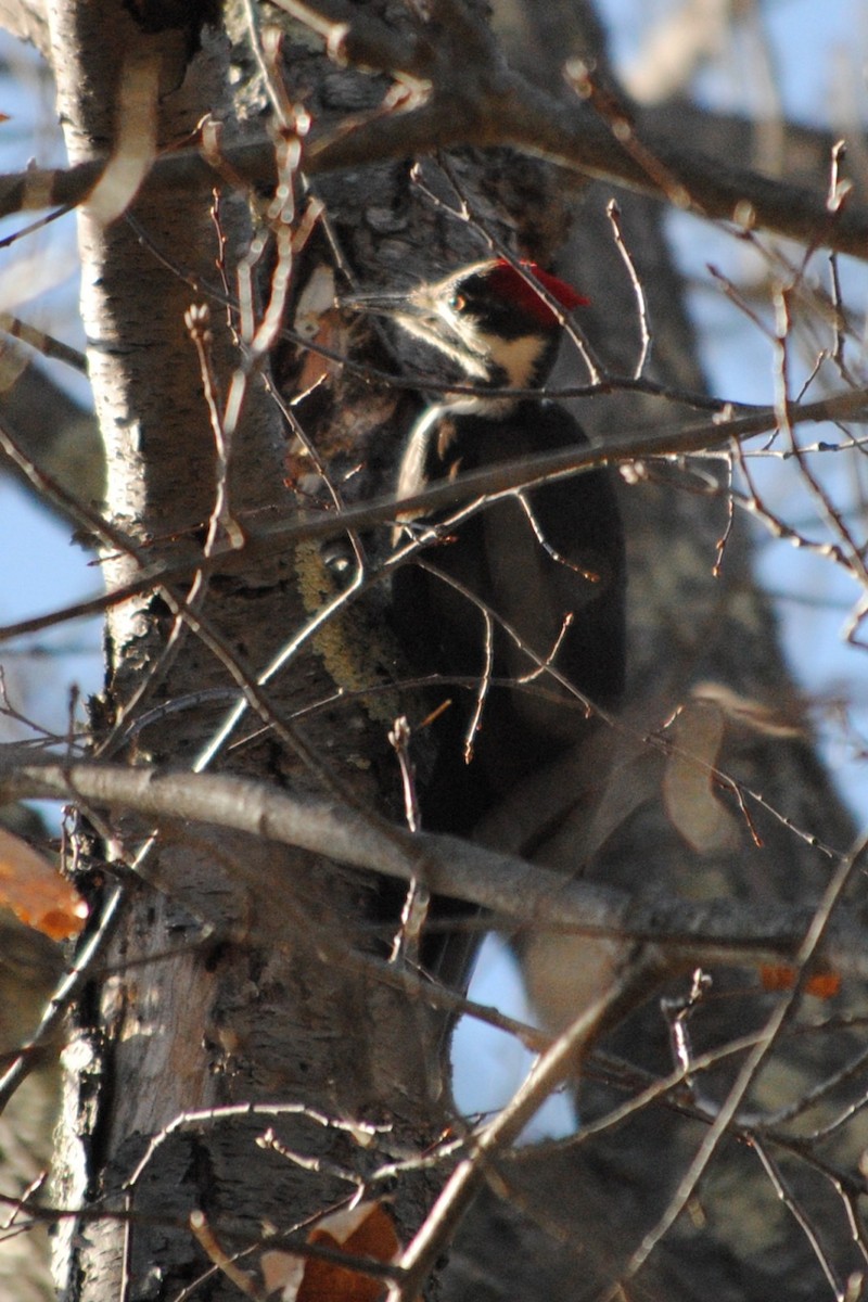 Pileated Woodpecker - ML632164377