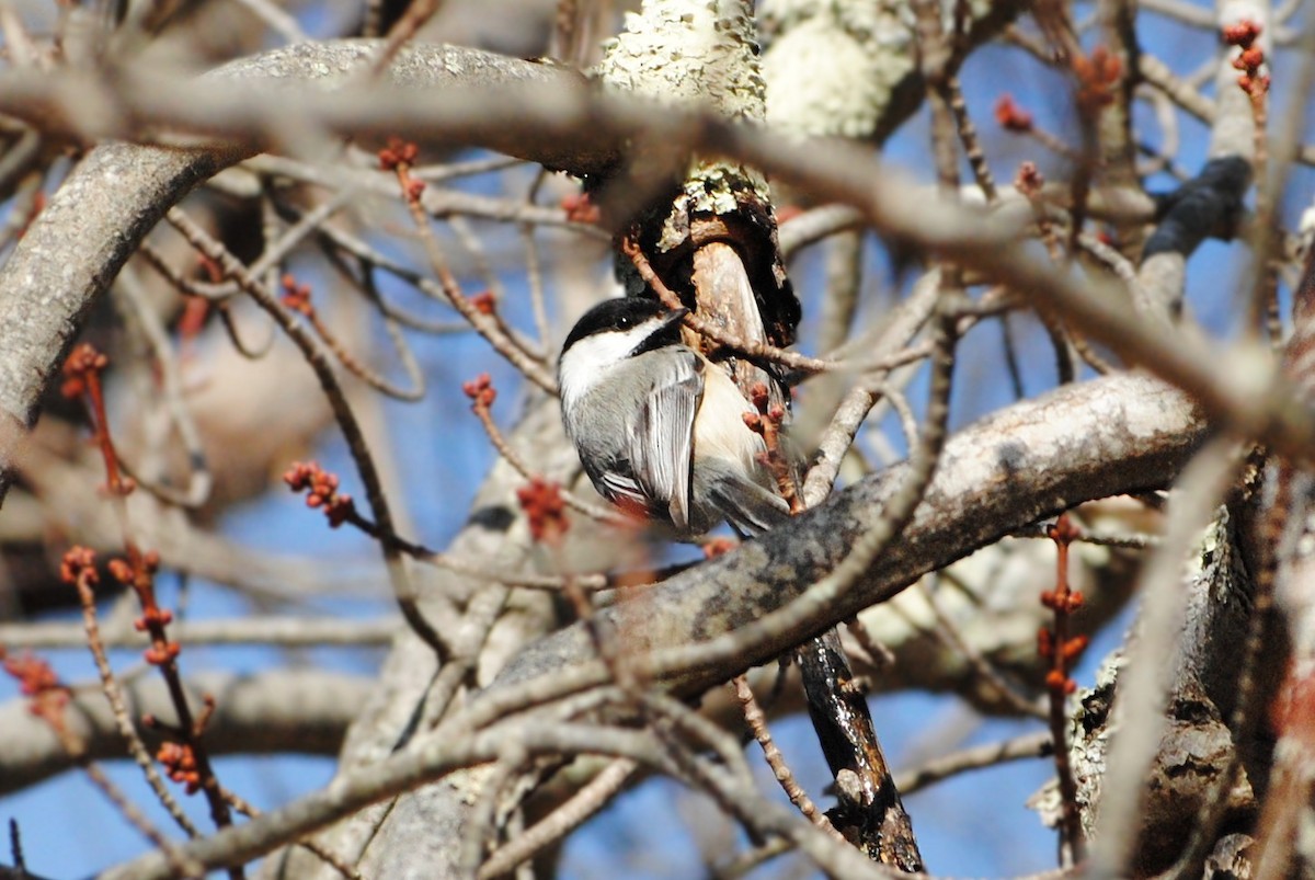 Black-capped Chickadee - ML632164387