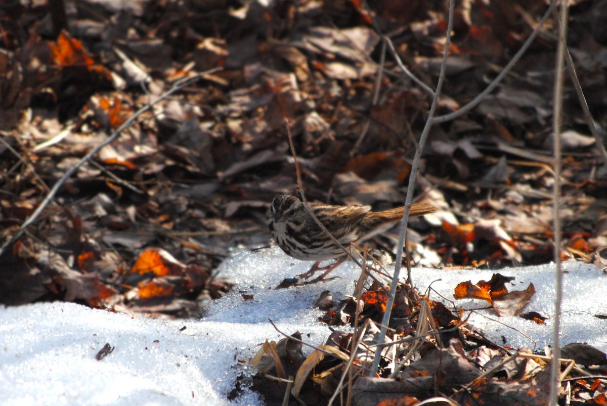 Song Sparrow - ML632164390