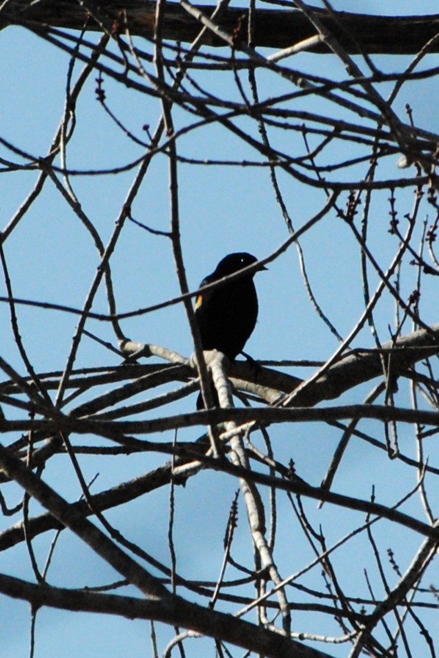 Red-winged Blackbird - ML632164405