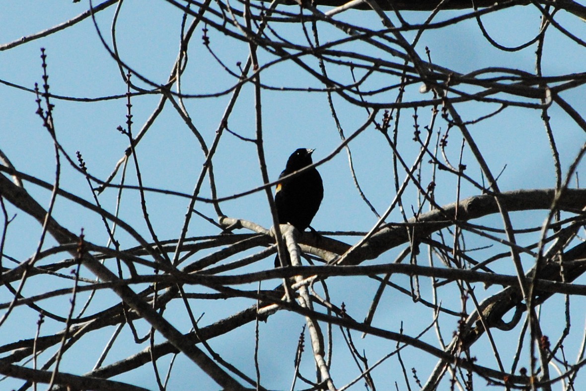 Red-winged Blackbird - ML632164406