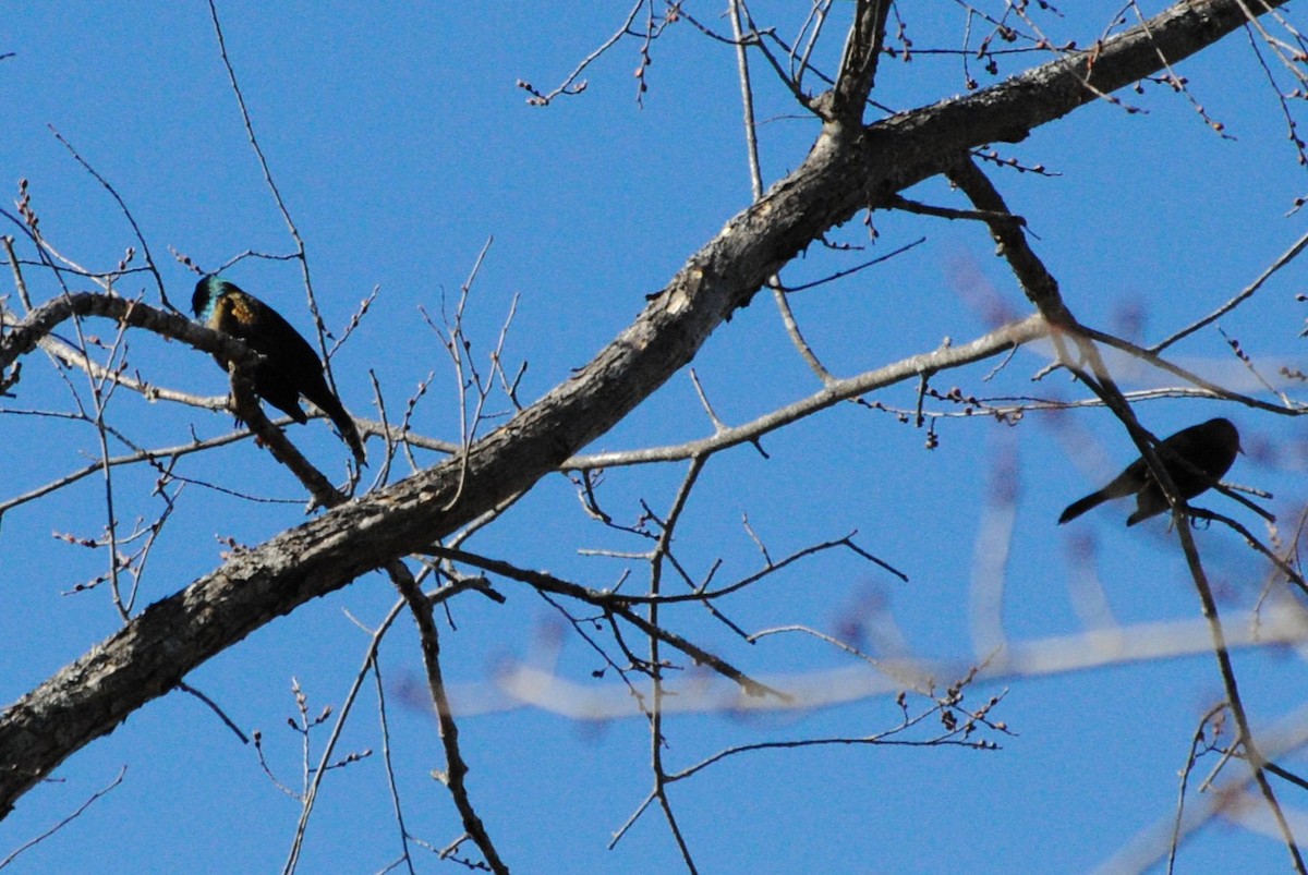 Common Grackle - ML632164409