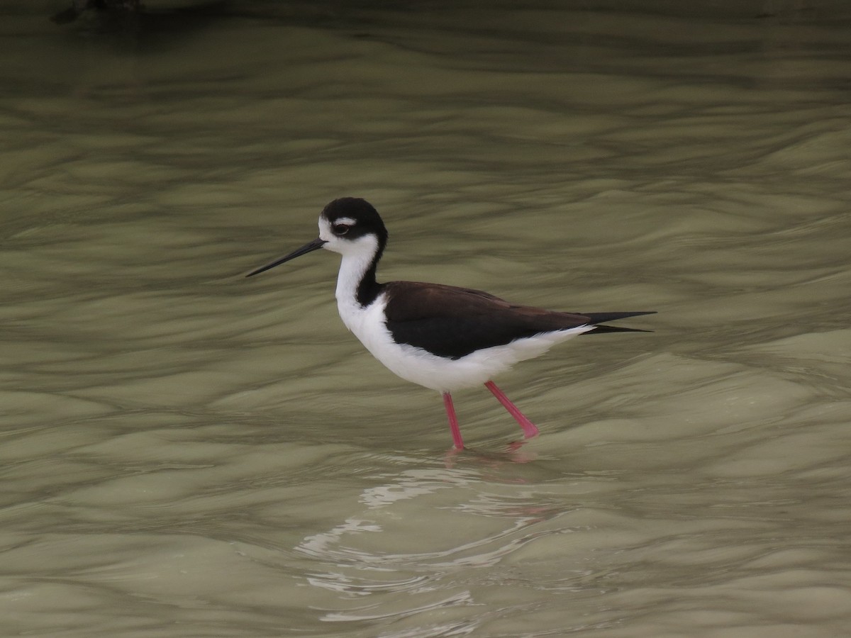 Black-necked Stilt (Black-necked) - ML63216441