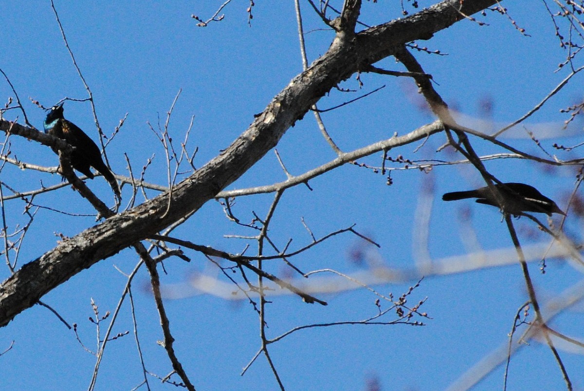 Common Grackle - ML632164410