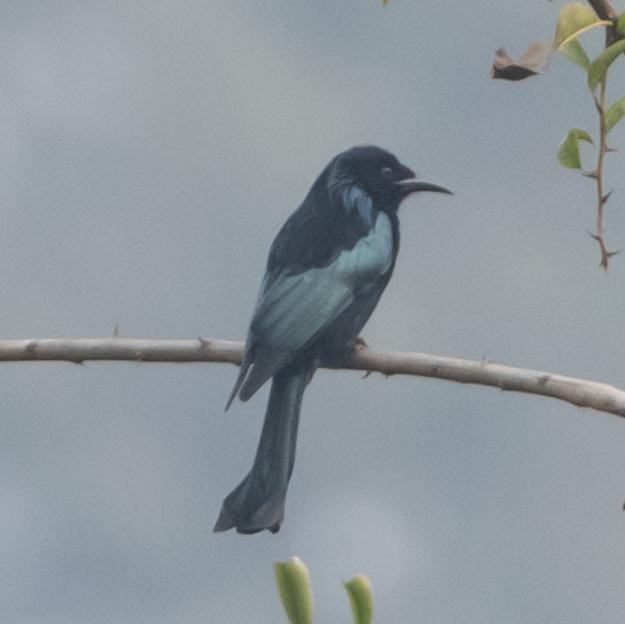 髮冠卷尾(hottentottus/brevirostris) - ML632164445