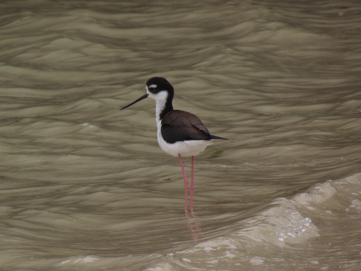 Black-necked Stilt (Black-necked) - ML63216461