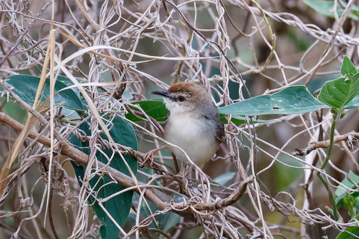 Kilombero Cisticola - ML632164623